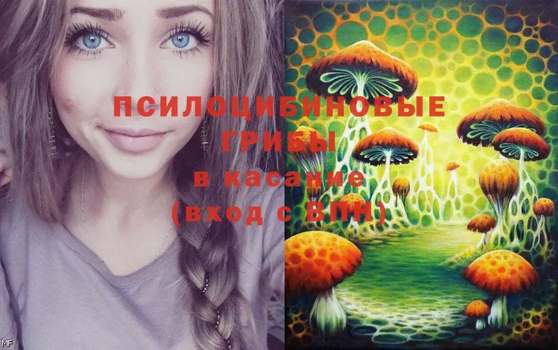 Галлюциногенные грибы Psilocybine cubensis  Салават 